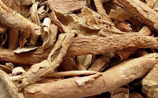 Lá cây ngũ gia bì có ăn được không