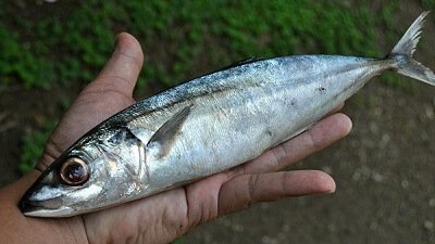 Cá nục