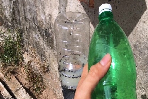 sử dụng chai nhựa bẫy ruồi
